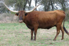 Shauna Butler RK29