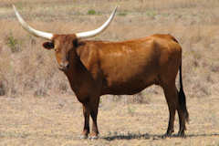 RVR Shauna Rose