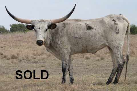RVR Silverado Rose