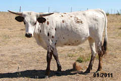 Unnamed Heifer