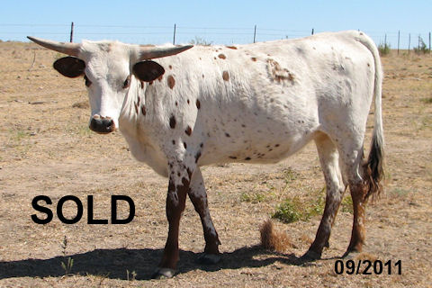 Heifer