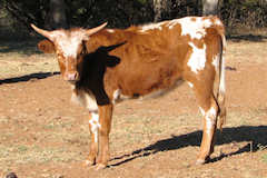 Stevie Nix Durango Heifer