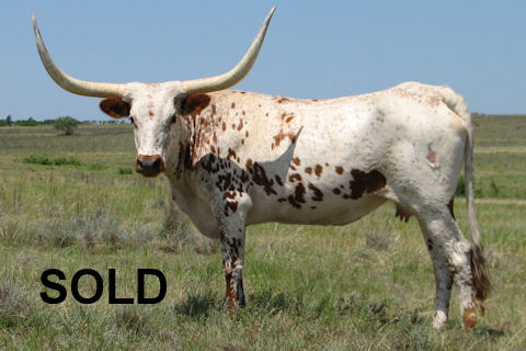 Stevie Nix Butler RK16