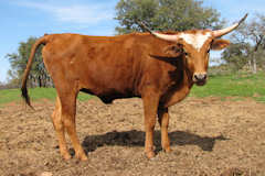 RVR Sweetheart Rose