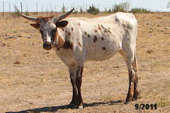 Heifer Calf