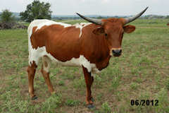 Heifer Calf