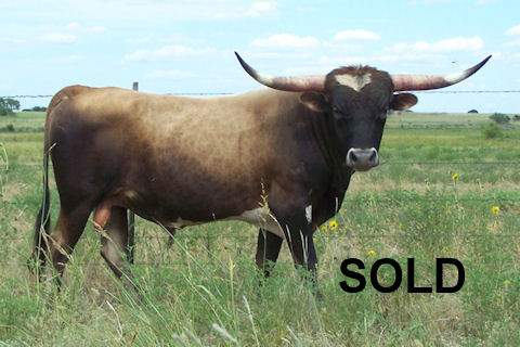 Bull Calf