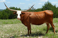 Wind Whisper RV24