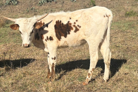 Heifer Calf