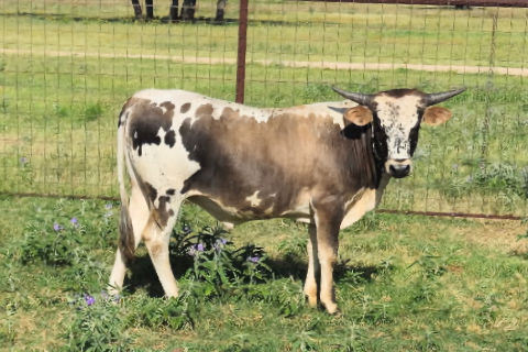 Miss Desperado 2024 heifer