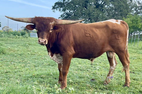 Bull